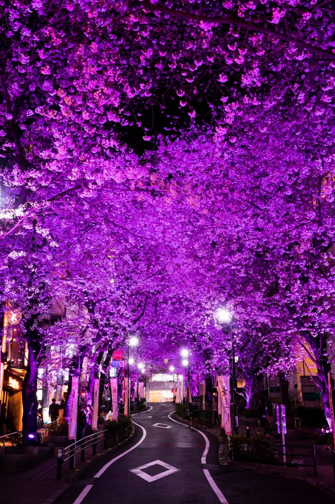 Best Time to Book Flights concept with world map and affordable destinations. Tokyo, Japan.