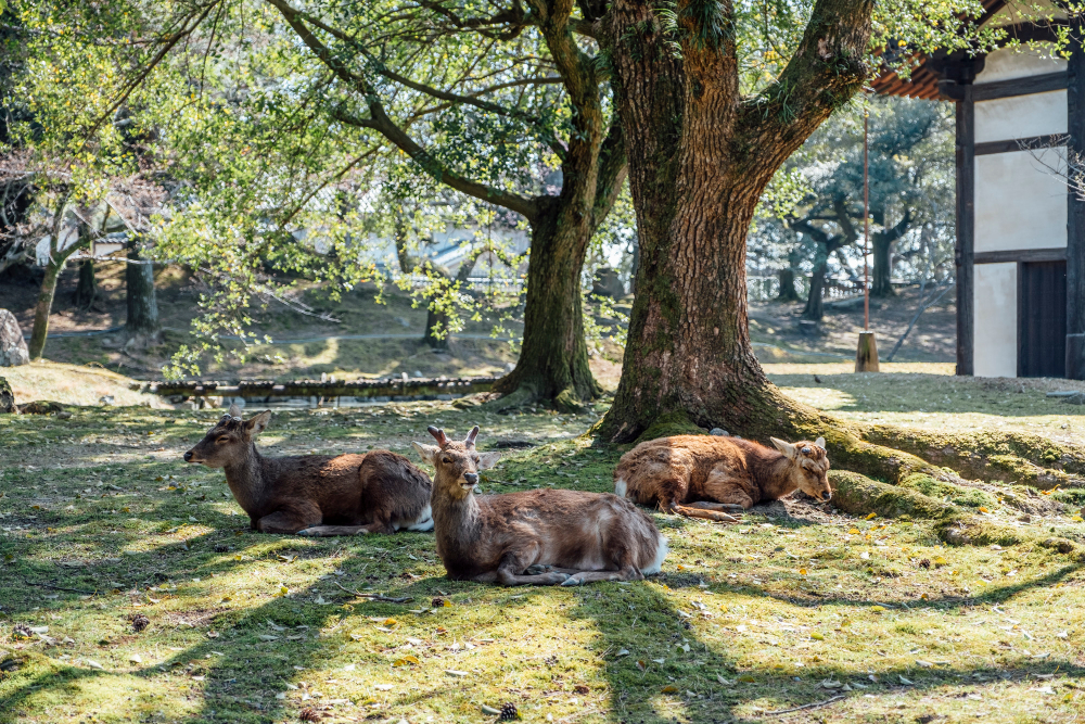 Side trip Nara from Osaka featuring Nara Park and free roaming deer