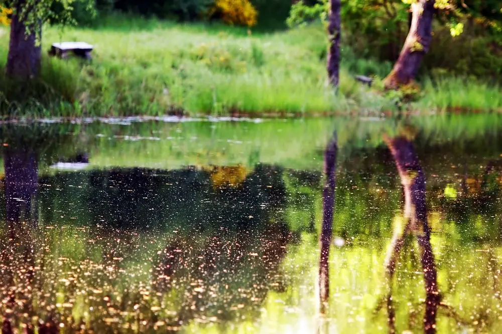 C&O Canal Trip Planning: Your Complete Guide to an Unforgettable Journey