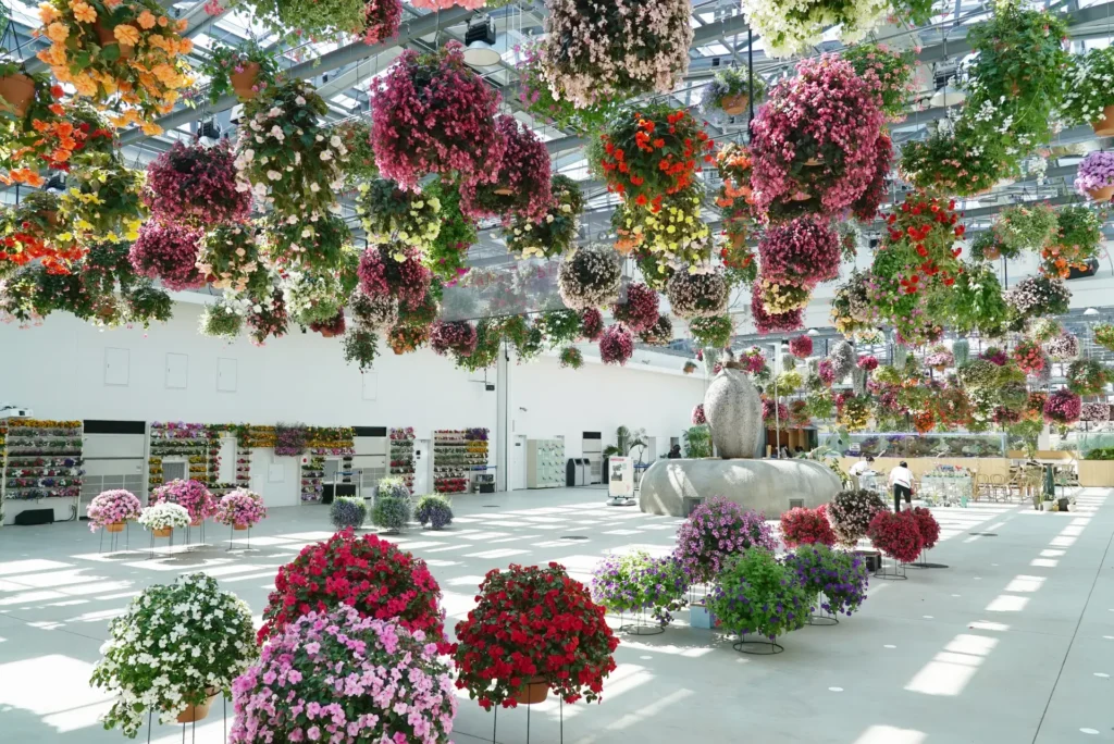 HANA BIYORI indoor flower garden at Yomiuriland featuring hanging floral displays and a bright greenhouse-style interior