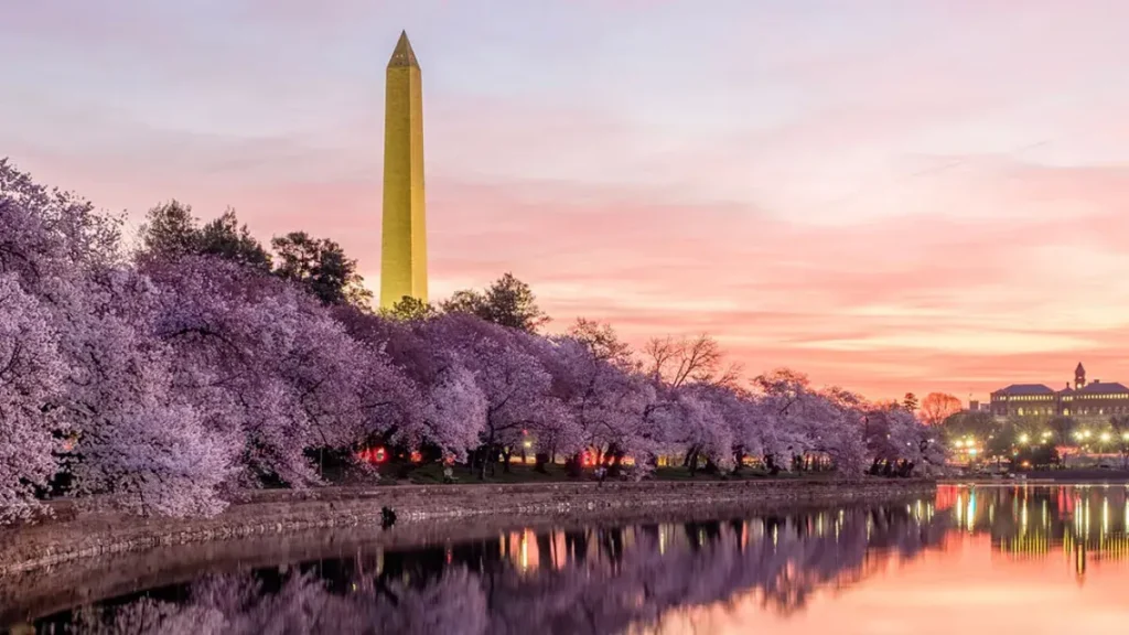 The Tidal Basin in spring with cherry blossoms in bloom, a key factor in how to plan a trip to washington dc.